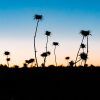 Amanecer