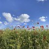 Amapolas