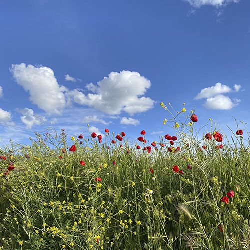 Amapolas