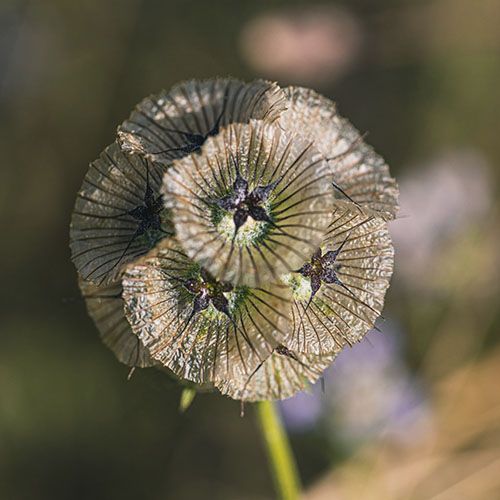 Flora Silvestre.