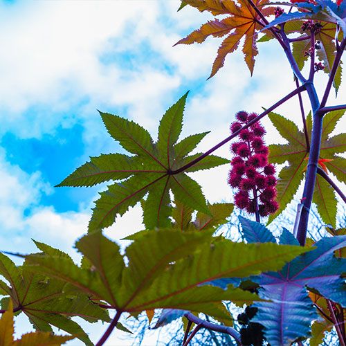 botanico7 botanico7