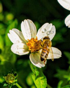 abeja